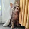 TIGROU