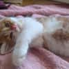 MARDI À ADOPTER AVEC UN COPAIN CHAT PRÉSENT CHEZ VOUS