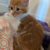 MARDI À ADOPTER AVEC UN COPAIN CHAT PRÉSENT CHEZ VOUS