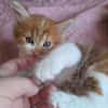 MARDI À ADOPTER AVEC UN COPAIN CHAT PRÉSENT CHEZ VOUS