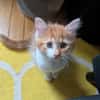 MARDI À ADOPTER AVEC UN COPAIN CHAT PRÉSENT CHEZ VOUS