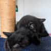 SAMEDI ET DIMANCHE À ADOPTER EN DUO
