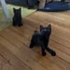 SAMEDI ET DIMANCHE À ADOPTER EN DUO