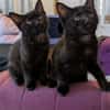 SAMEDI ET DIMANCHE À ADOPTER EN DUO