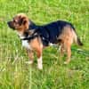 Oliver - einfach nur zum lieb haben