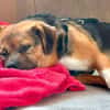 Oliver - einfach nur zum lieb haben