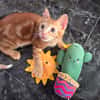 Frank sucht Dich