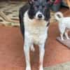 Ruhige liebe Luna sucht Sofaplatz