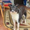 Ruhige liebe Luna sucht Sofaplatz