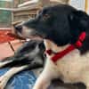 Ruhige liebe Luna sucht Sofaplatz