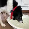 Ruhige liebe Luna sucht Sofaplatz