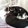Lipici & Sissi 2 kleine Maskenkatzen