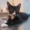 Lipici & Sissi 2 kleine Maskenkatzen