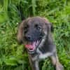 SILAS  Kleiner Entdecker sucht seine Familie