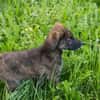 SILAS  Kleiner Entdecker sucht seine Familie