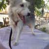 LENE   geb. 01.05.2023, 42 cm sucht