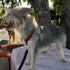 LENE   geb. 01.05.2023, 42 cm sucht