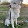 LENE   geb. 01.05.2023, 42 cm sucht