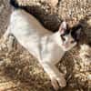 Florian, verschmuster Familienfreund, *in 55271 Stadecken