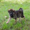 ONYX  Kleine Welpenmaus sucht ihre Familie