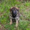 ONYX  Kleine Welpenmaus sucht ihre Familie