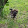 ONYX  Kleine Welpenmaus sucht ihre Familie