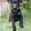 Itala -Zuckersüßes Hundemädchen sucht ihre Menschen!
