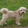 Ehemaliger Kettenhund Lucky