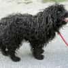 Kleiner Traumhund Palika