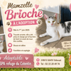 BRIOCHE