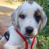 Angèle (chiot)