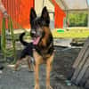 BRIDOU OAA20070