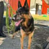 BRIDOU OAA20070