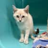 OLYMPE