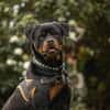 TWIST HAA24797