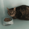 MINETTE  (Tigré)
