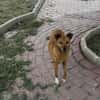 Chica