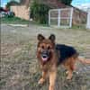 SULTAN (LOS REYES)