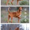 COCO