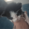 OREO