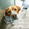 Pointer Chico sucht seine Menschen