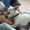 Bella & Blanca - Chihuahua Seniorinnen suchen