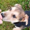 Süße Ronja🌺 sucht liebevolles Zuhause