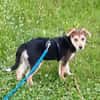Süße Ronja🌺 sucht liebevolles Zuhause