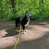 Henri sucht sein Zuhause