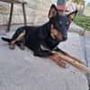 FIBI  Junger Familienhund sucht sein Glück