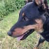 FIBI  Junger Familienhund sucht sein Glück