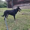FIBI  Junger Familienhund sucht sein Glück
