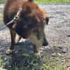 🚨Opa Harri sucht dringend einen Gnadenplatz 🐾🚨