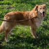 Collie-Mix Rösti sucht ein Zuhause (auf Pflegestelle)